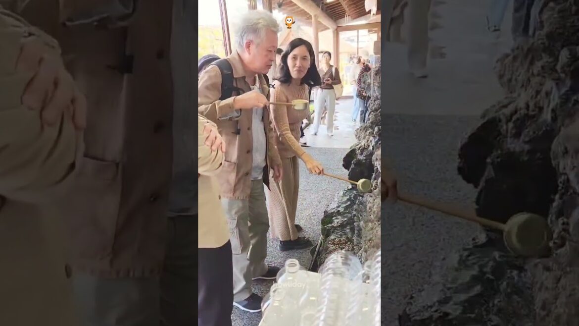 Sakura Blossoms in Japan Family Edition πΈπΈ Sakura Blossoms in Japan Family Edition πΈπΈ