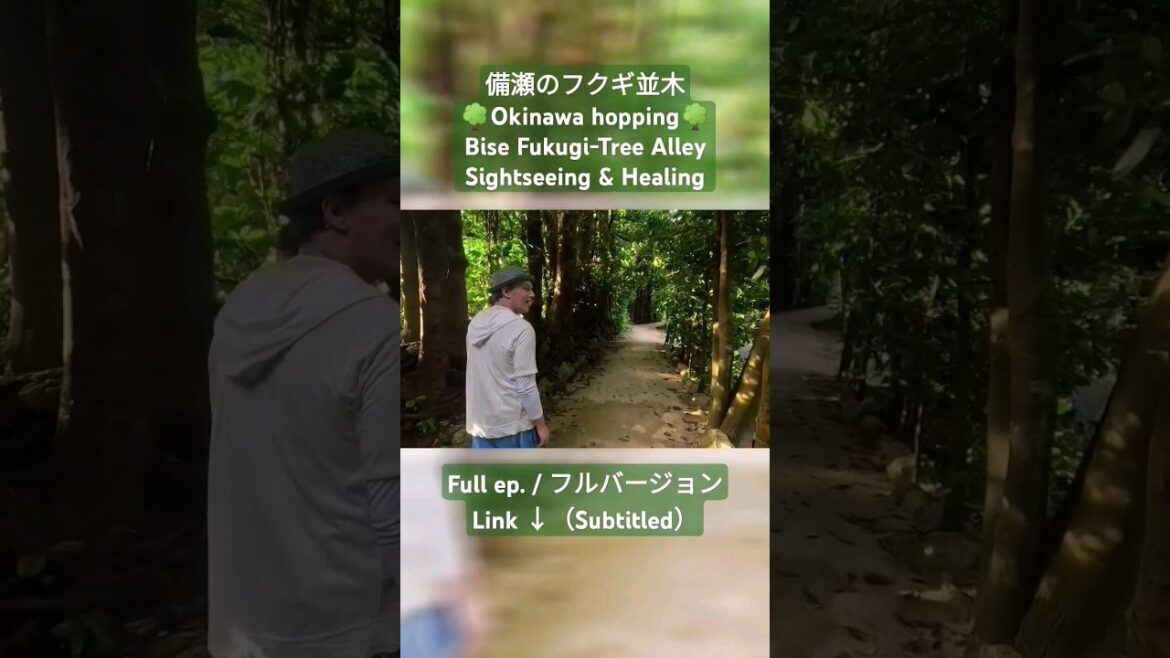 【#JAPAN #Okinawa #Sightseeing 】#Healing #パワースポット #Bise #Fukugi #Tree #Alley #備瀬 #フクギ #並木 !【#観光 #沖縄 】