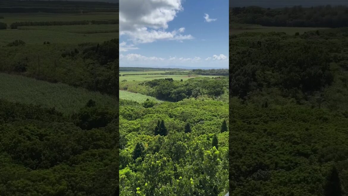 【沖縄】八重山遠見台の頂上から見た、多良間島の全体的な景色 #shorts