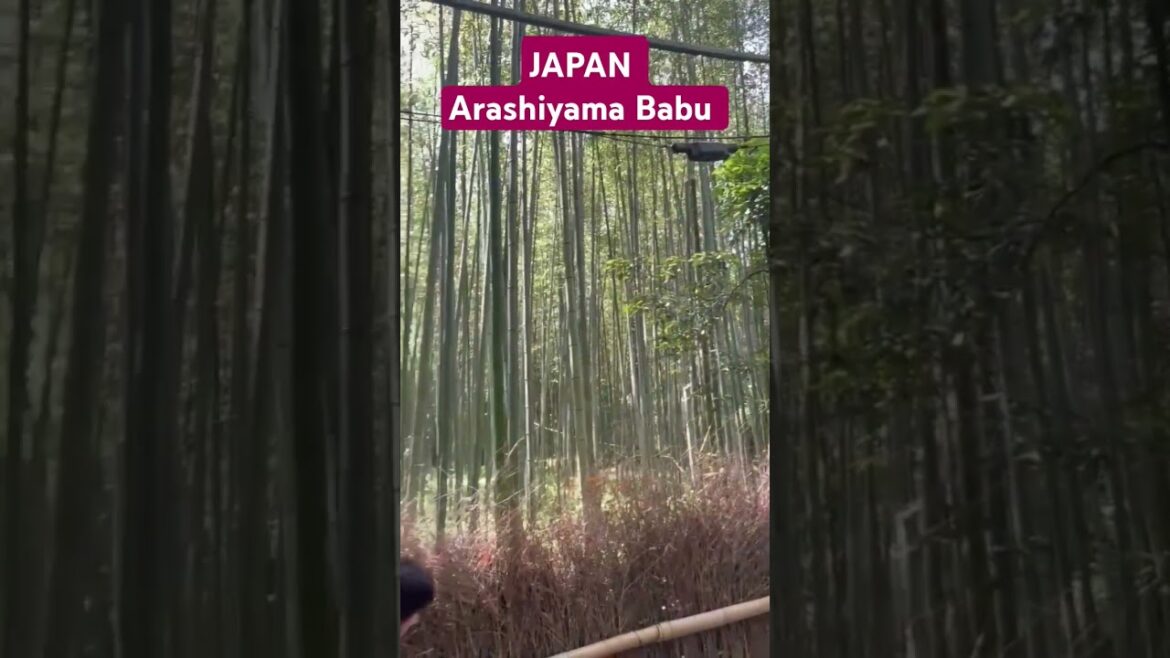 Arashiyama Bambu Japan #shorts#virals#videos