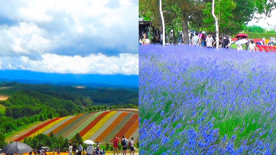 The flower and lavender fields of Hokkaido Japan – Shikisai no Oka & Farm Tomita The flower and lavender fields of Hokkaido Japan - Shikisai no Oka & Farm Tomita