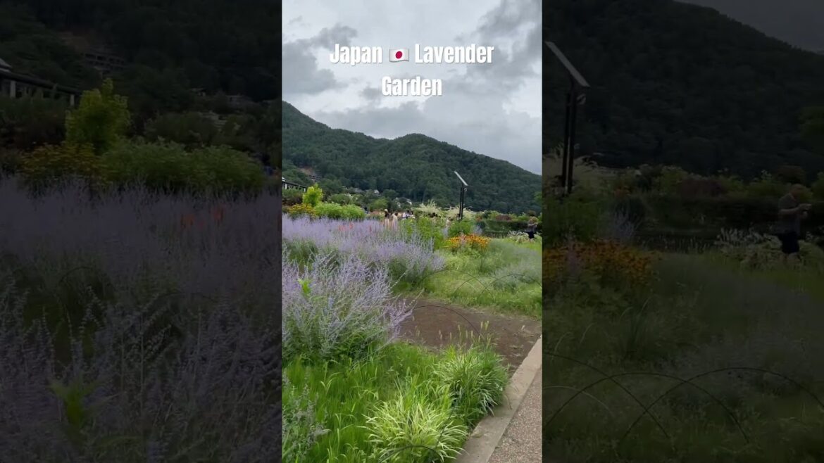 Lavender Dreams in Japan #JapanTravel- #PurpleParadise- #JapanGardens- #LavenderLove- #traveljapan