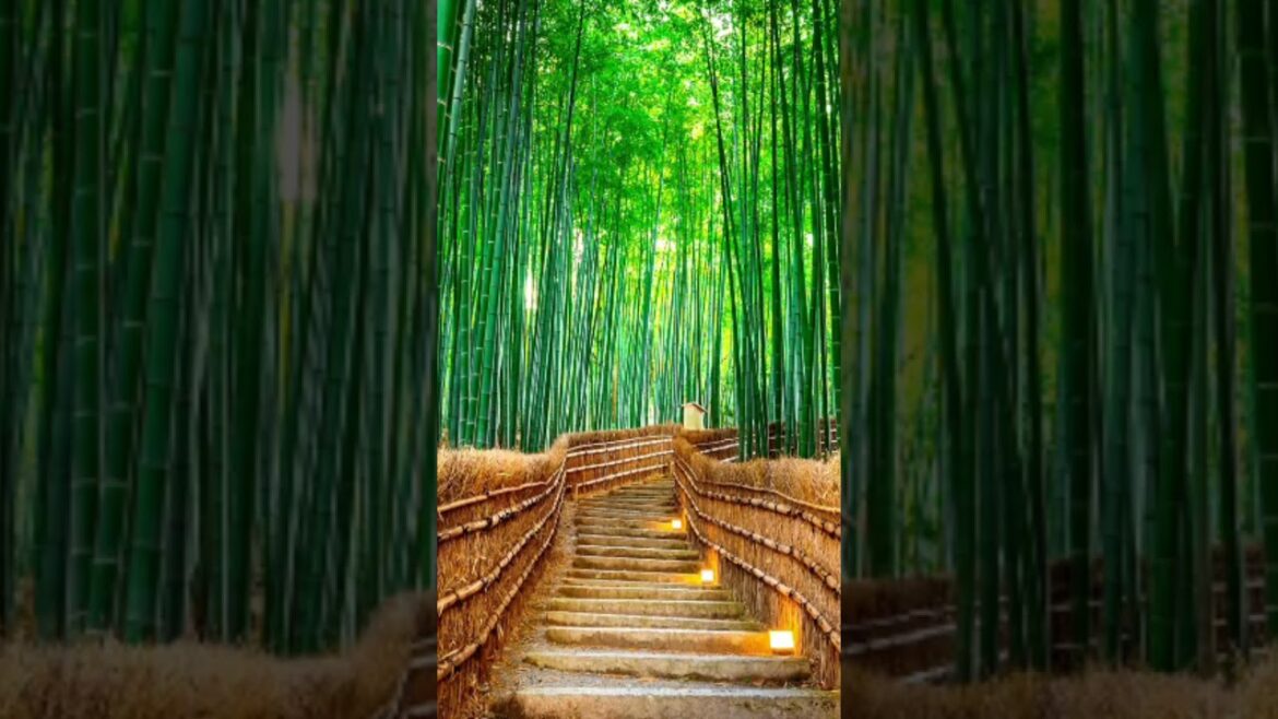 Unreal places in Japan. #nature #travel #japan #unrealplaces #shorts