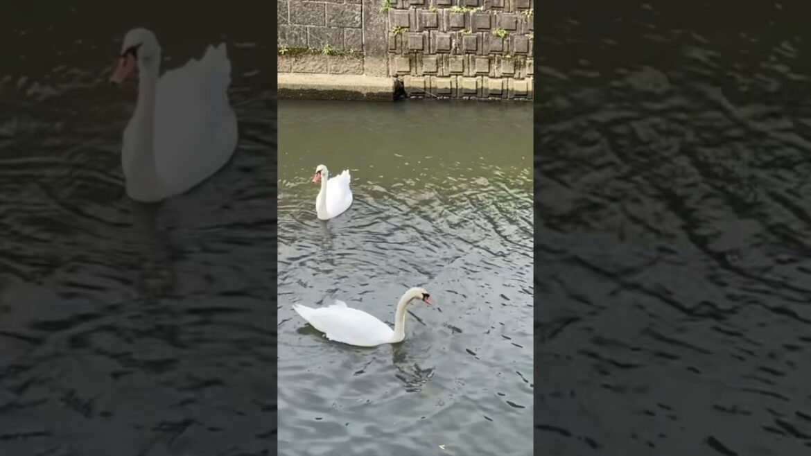 【佐原/Sawara】#佐原 #千葉 #Sawara #Chiba #Zkkei #Japan #Ikigai 【佐原/Sawara】#佐原 #千葉 #Sawara #Chiba #Zkkei #Japan #Ikigai