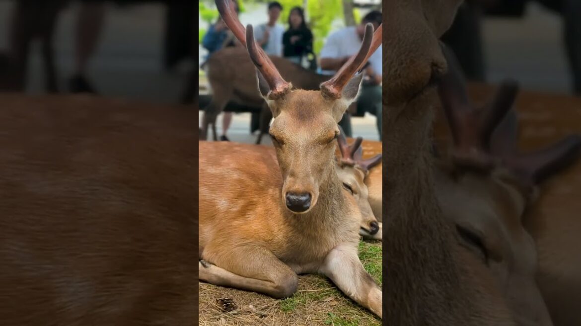 24hrs in Kyoto and Nara for $100 #japan #kyoto #naradeer #torii #osaka #shinto #adventure 24hrs in Kyoto and Nara for $100 #japan #kyoto #naradeer #torii #osaka #shinto #adventure