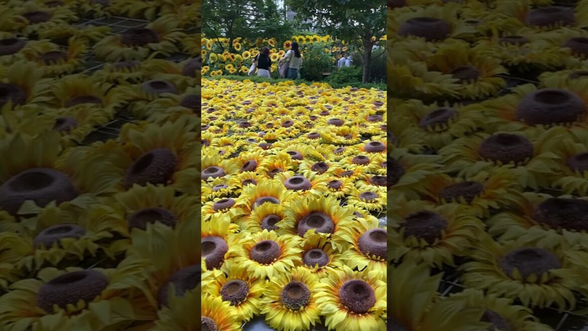 名駅高層ビル群に「ひまわり」畑が出現！「ひまわりスカイガーデン」開催中♪大名古屋ビルヂングの夏の恒例企画。黄金色のひまわりがいっぱいです♪9/16まで。夜はライトアップも♪ #ひまわりスカイガーデン