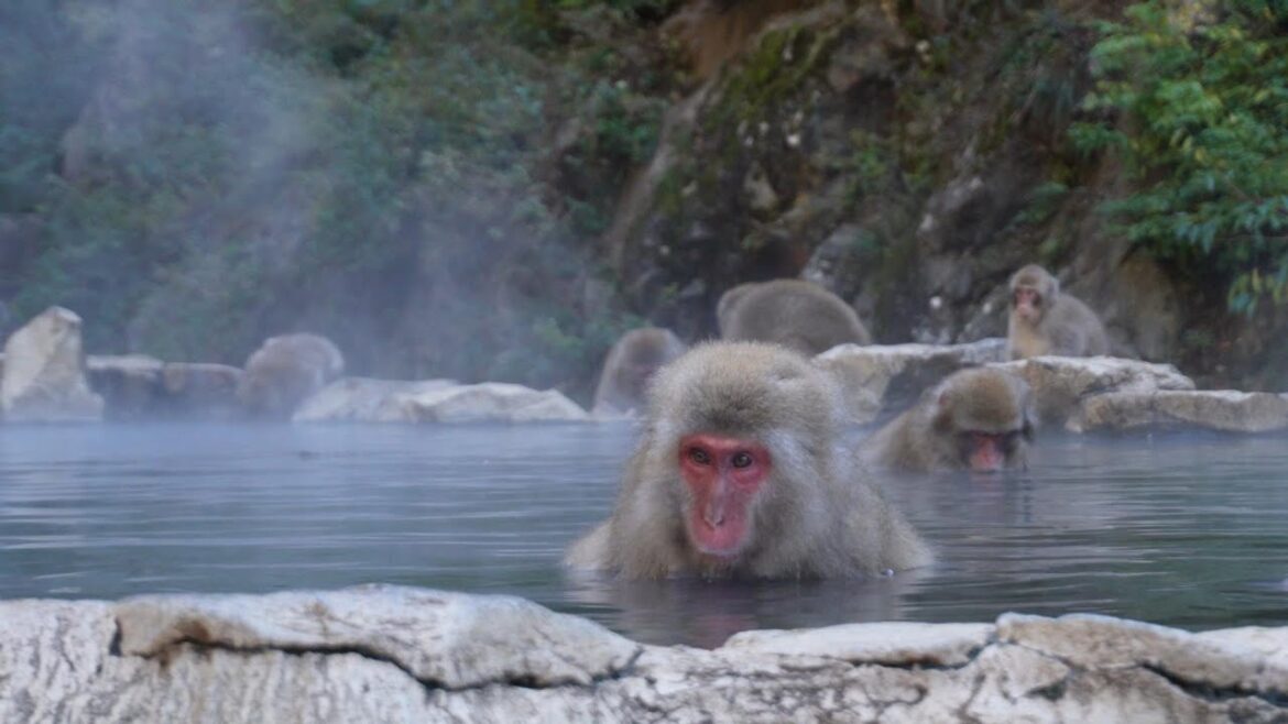 Els micos de neu de Nagano i el Mont Fuji (Japó): Volta al món 26