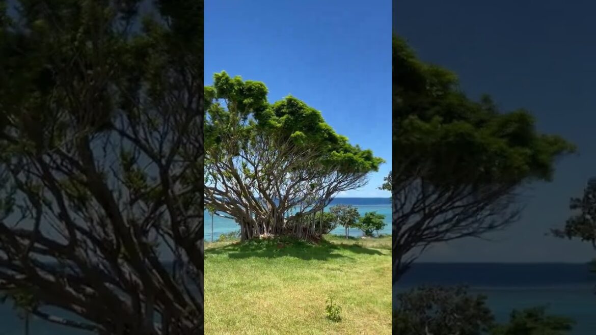 石垣島 (Ishigaki Island) #石垣島 #ishigakiisland