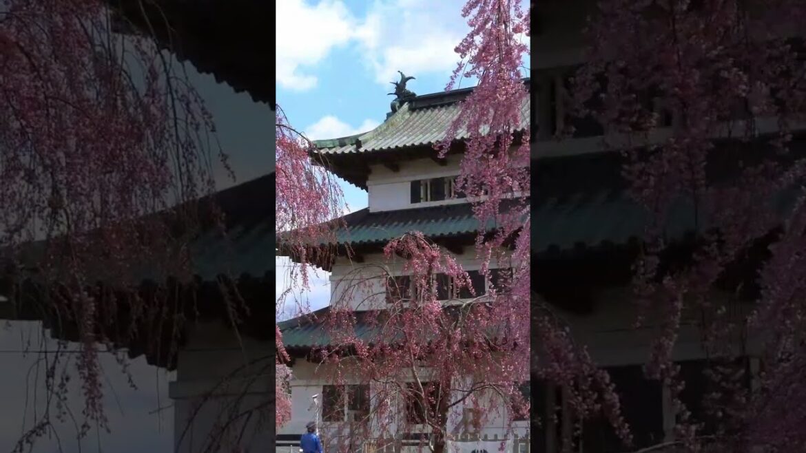 弘前公園 桜 青森 弘前  花見 旅行 さくら サクラ cherry blossom spot 津軽 　#花 #自然 #日本