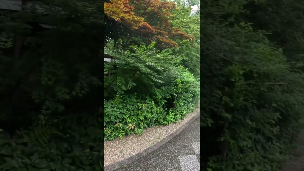 【KYOTO】Must-See Attractive Hidden Gems - Nashinoki Shrine