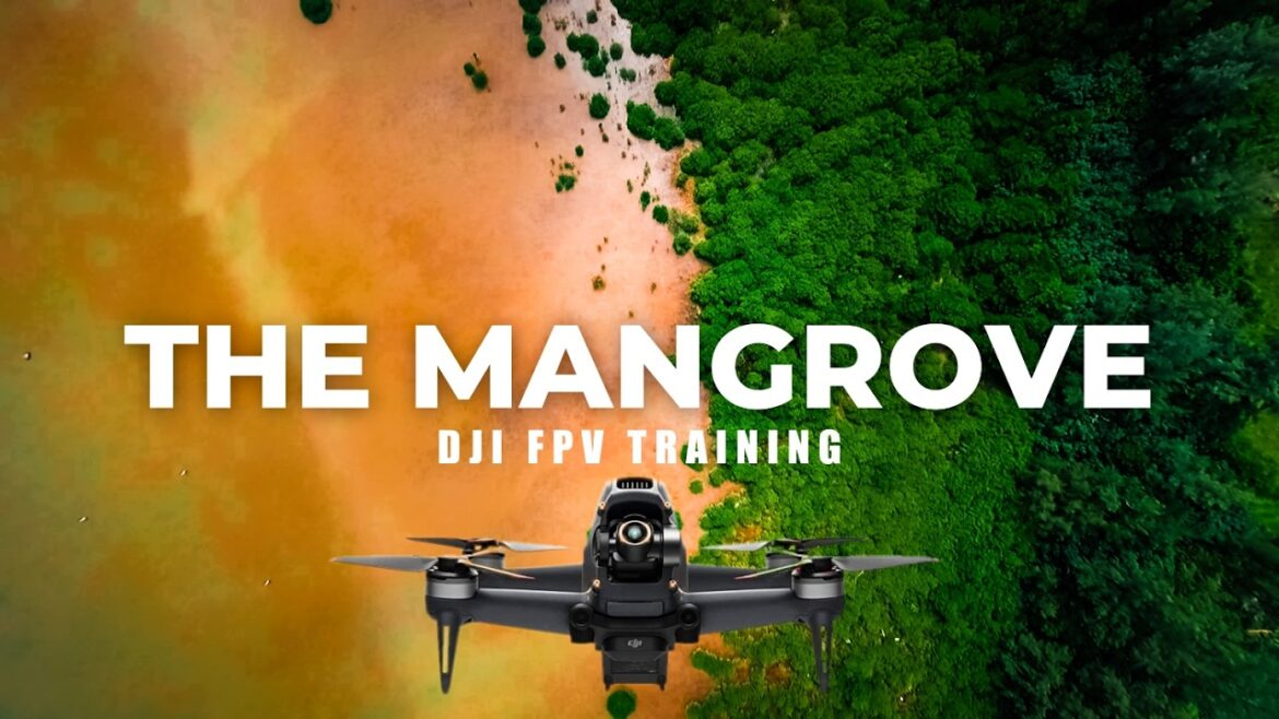 DJI FPV | 空撮映像 | マングローブ生息地は発見！