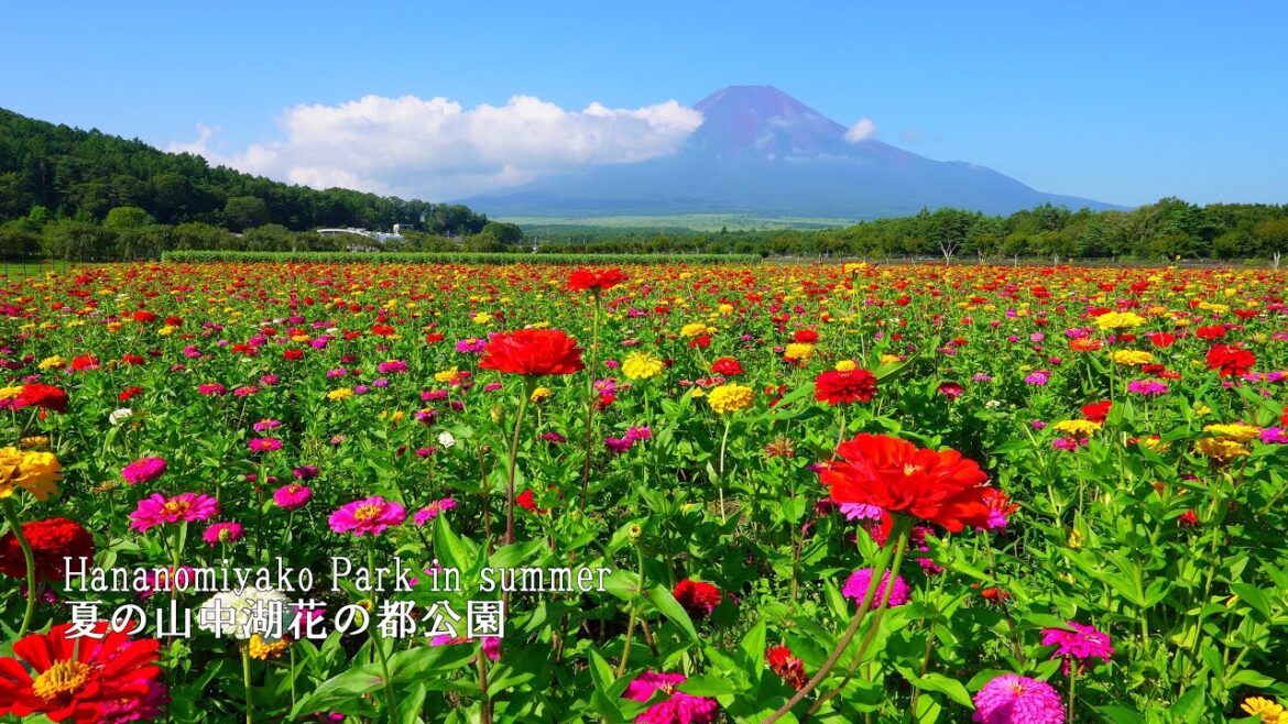 Walking in Hananomiyako Park where zinnias and sunflowers are in full bloom with Mt.Fuji. Walking in Hananomiyako Park where zinnias and sunflowers are in full bloom with Mt.Fuji.