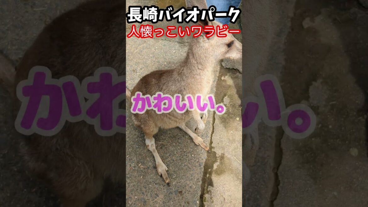 人懐っこいワラビー！長崎バイオパーク #shorts