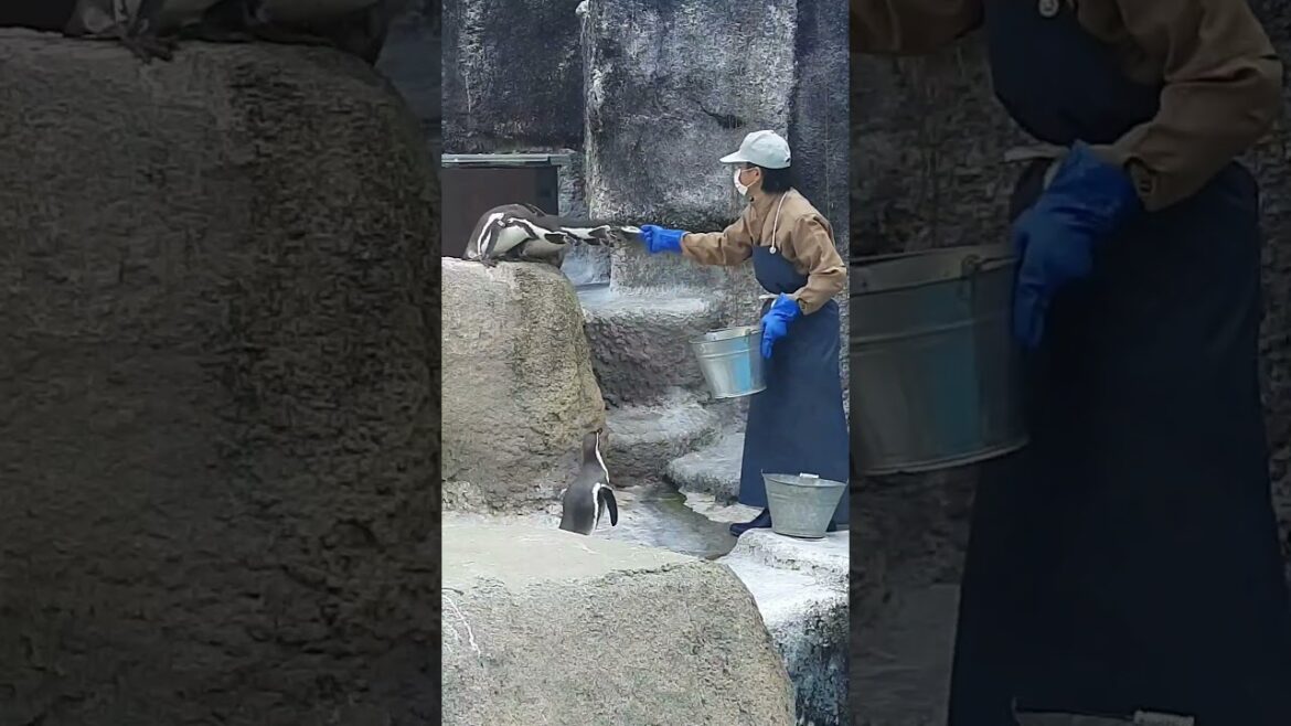 Japan Hamamatsu Zoo#shorts#viral#videos#Japan Japan Hamamatsu Zoo#shorts#viral#videos#Japan