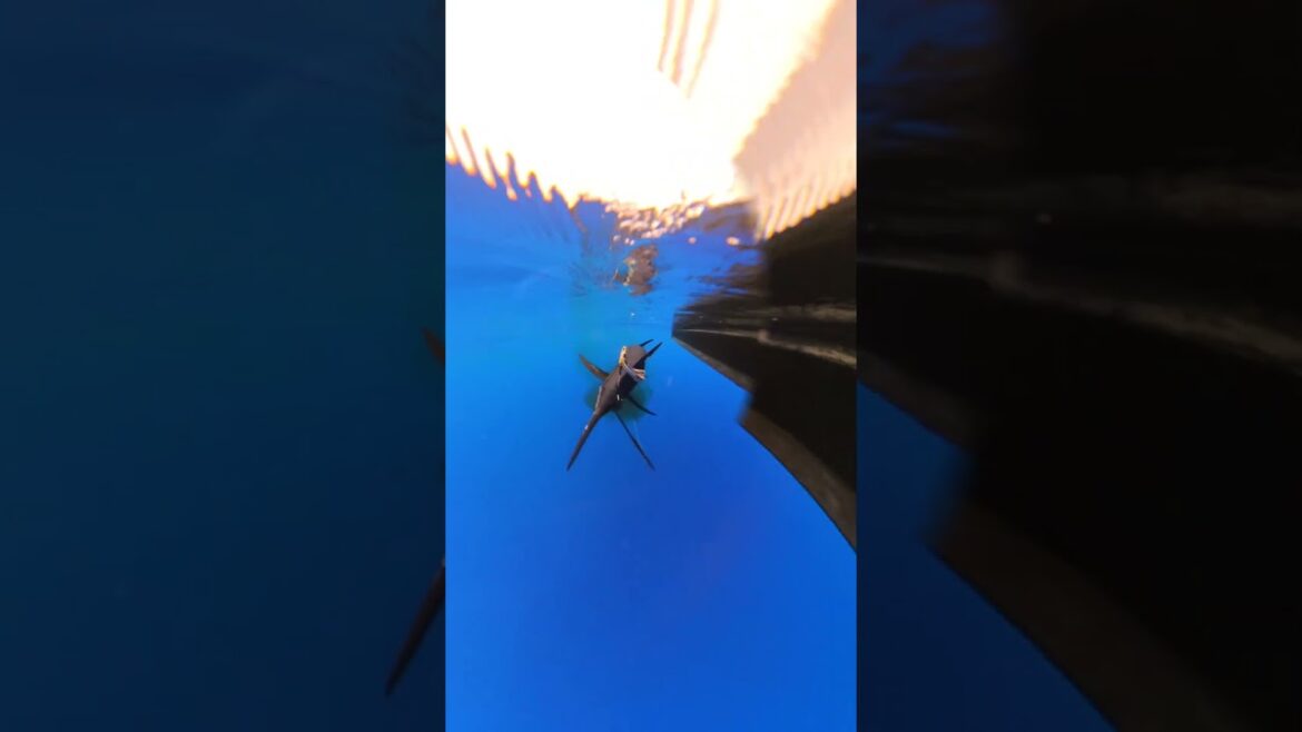 Deckhand Down! Catching a Blue Marlin Okinawa Japan