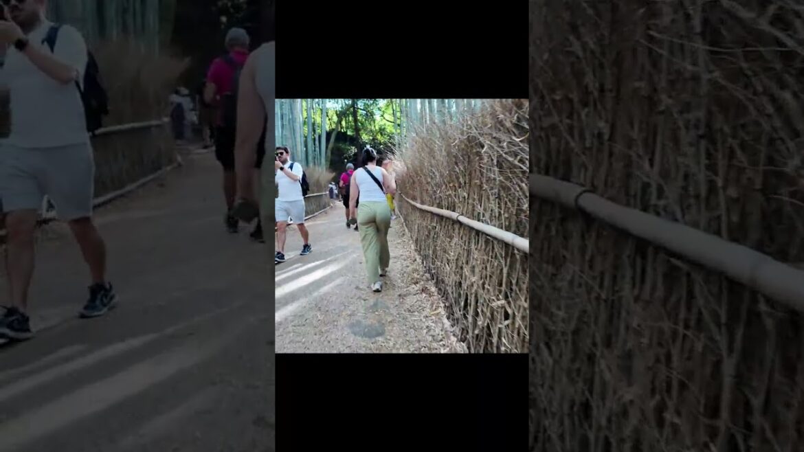 The Famous Kyoto Bamboo Forest!  #japan #kyoto #travel #arashiyama