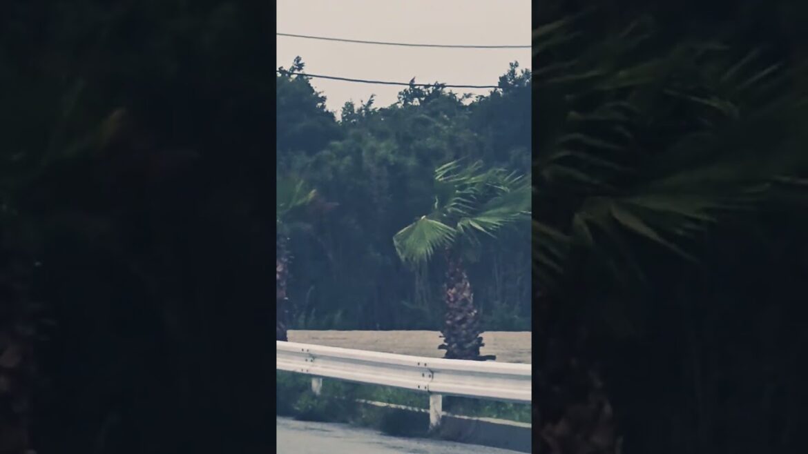 Inside Look at Typhoon Chaos in Kisarazu Japan