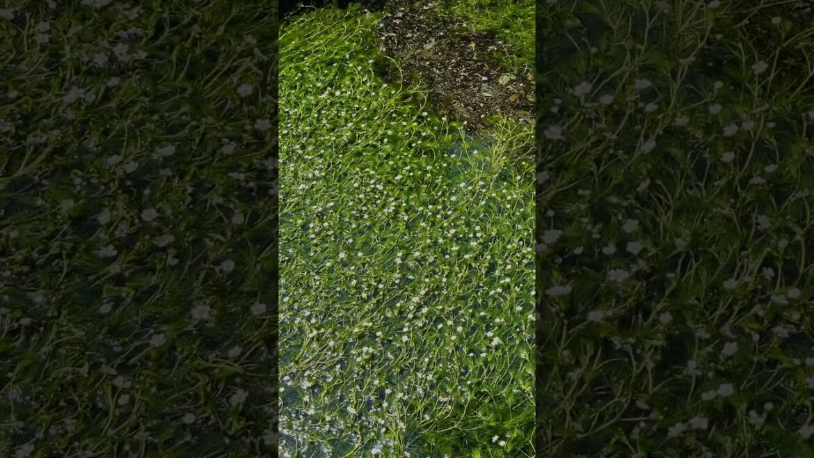 中山道 醒井宿の梅花藻 Samegai-juku