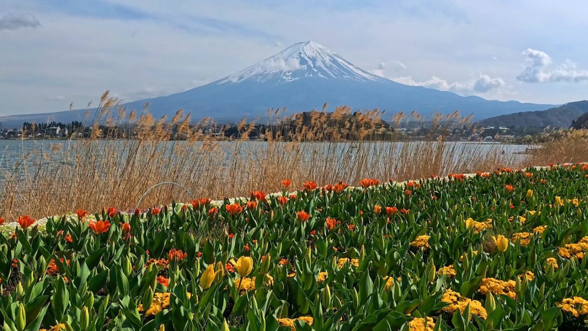 Lake Kawaguchiko: The Best Views of Mount Fuji Lake Kawaguchiko: The Best Views of Mount Fuji