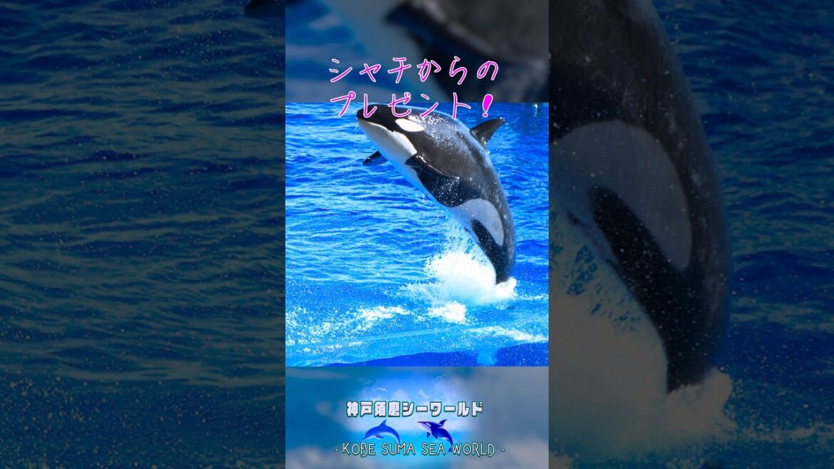 シャチからのダイナミックプレゼント！😆#神戸須磨シーワールド #シャチ #ランちゃん #スマシー