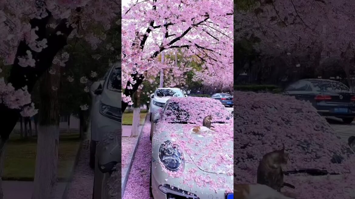 Exploring the Beauty of Japan in 2024.Japan Video.Beautiful Places in Japan.#shorts #japan #4k