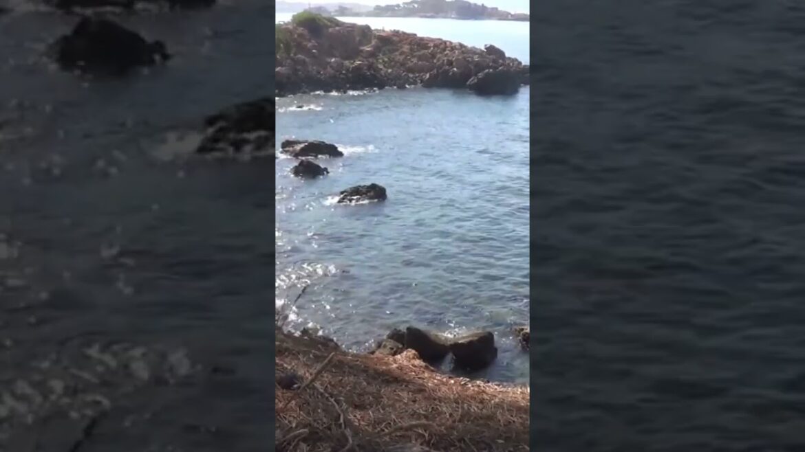 Magnifique vue du bord de mer accompagné du chant des cigales