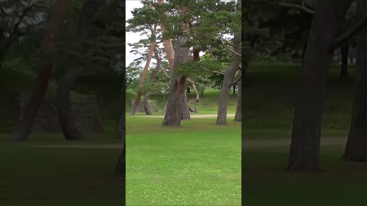 北海道　五稜郭　函館市　北海道一周 　車中泊の旅　#hokkaido  #北海道　 #shorts　＃Japan　＃五稜郭　＃土方歳三 #榎本武揚