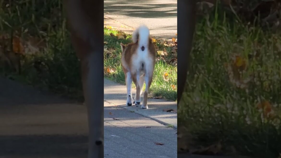 akita going somewhere