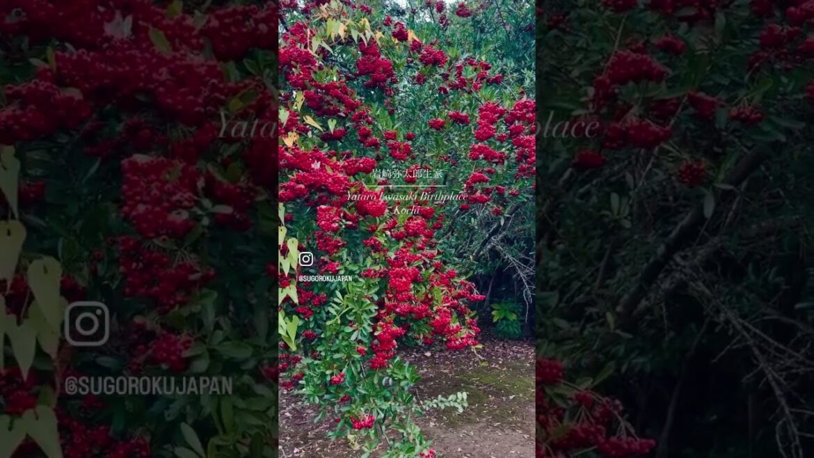 【Yataro Iwasaki Birthplace】#shorts #japan #travel #kochi #entrepreneur #history