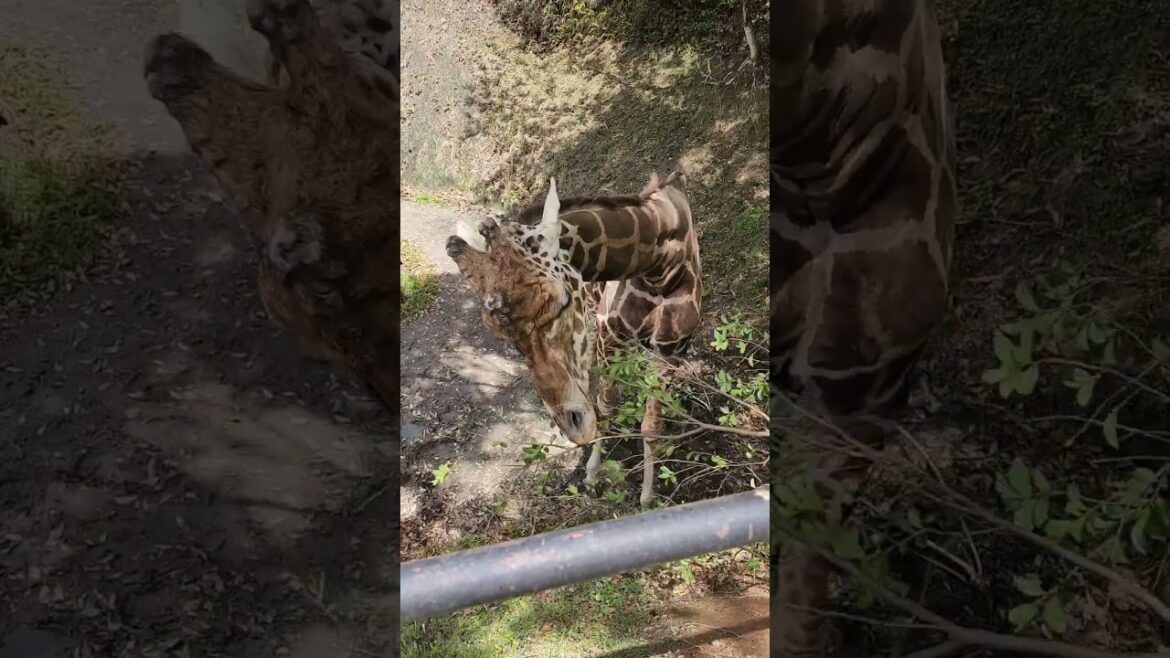 giraffe eating 🌿 #giraffe #nagasaki #shorts