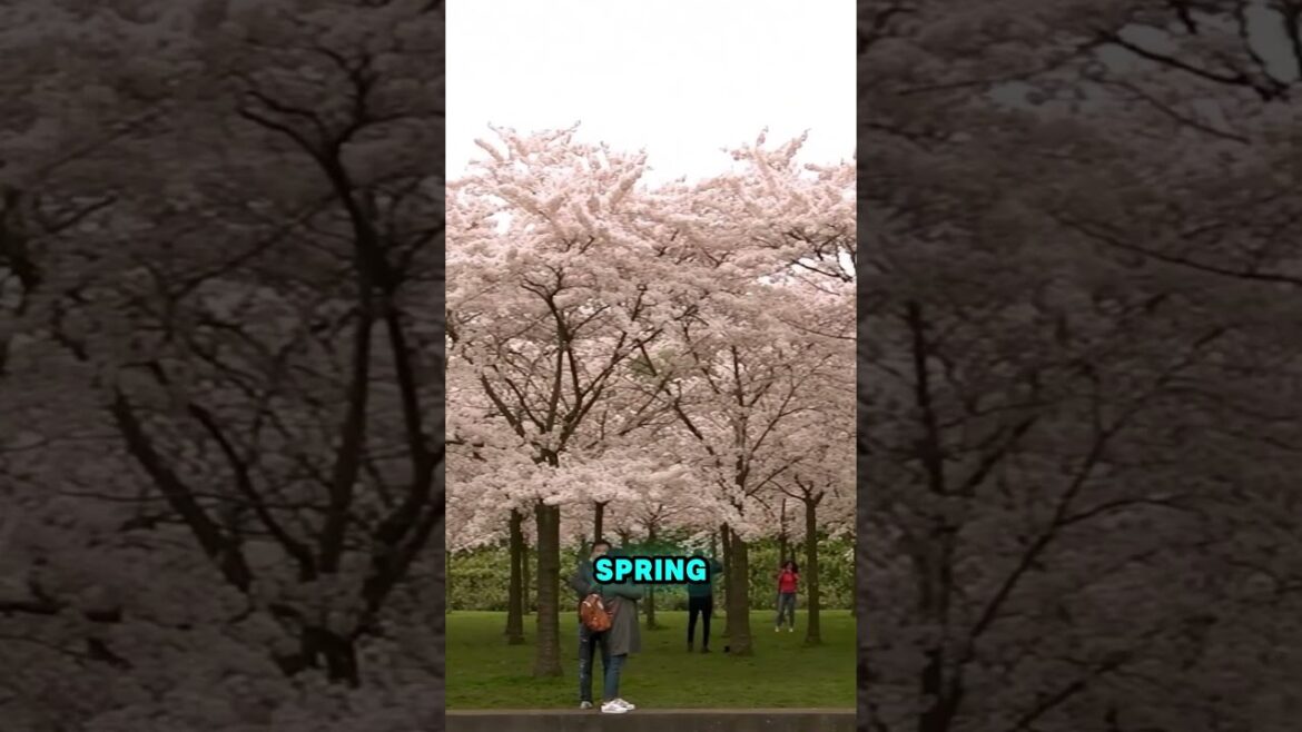 Uncover Japan’s Hidden Gems: Must-See Destinations for Every Traveler #travel #shorts #bestplace Uncover Japan's Hidden Gems: Must-See Destinations for Every Traveler #travel #shorts #bestplace