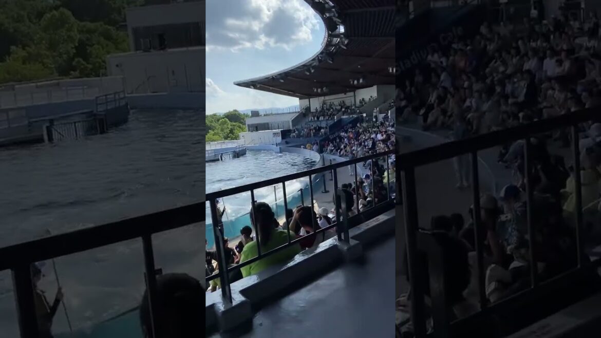 【KYOTO】Must-See Tourist Attraction – Kyoto Aquarium 【KYOTO】Must-See Tourist Attraction - Kyoto Aquarium