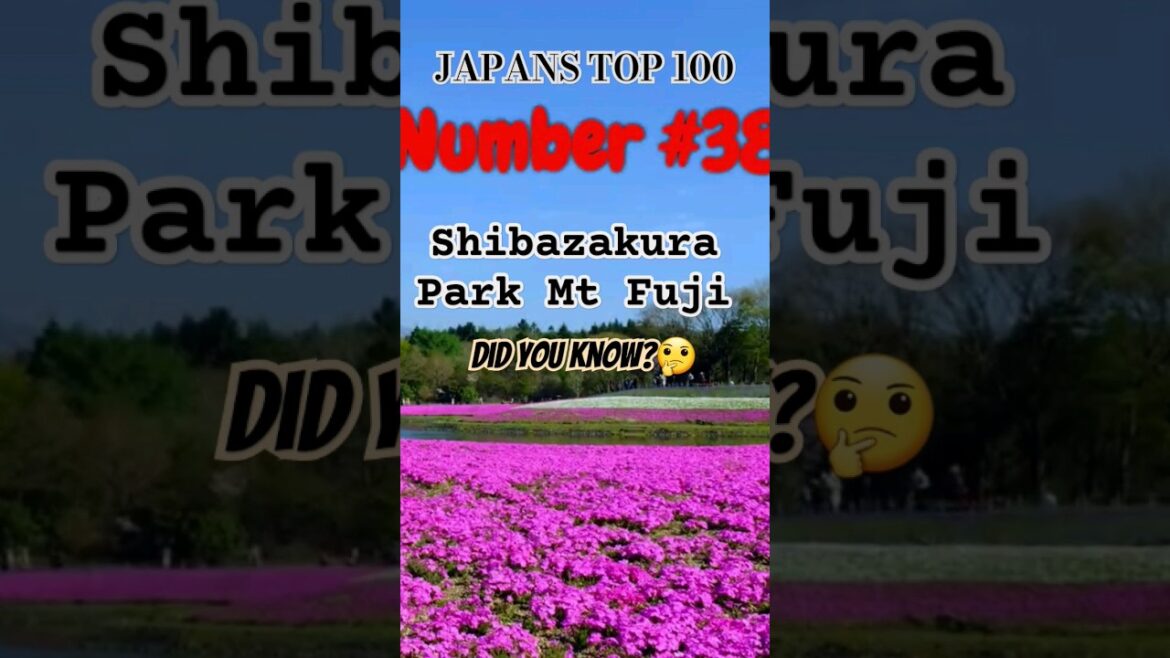 🌸 Exploring the Enchanting Shibazakura Fields at Mt. Fuji!#ShibazakuraBeauty#MtFujiMagic