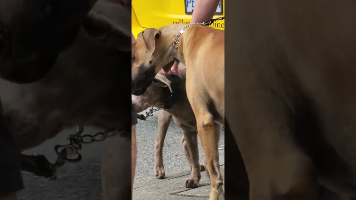 retriever meeting with akita