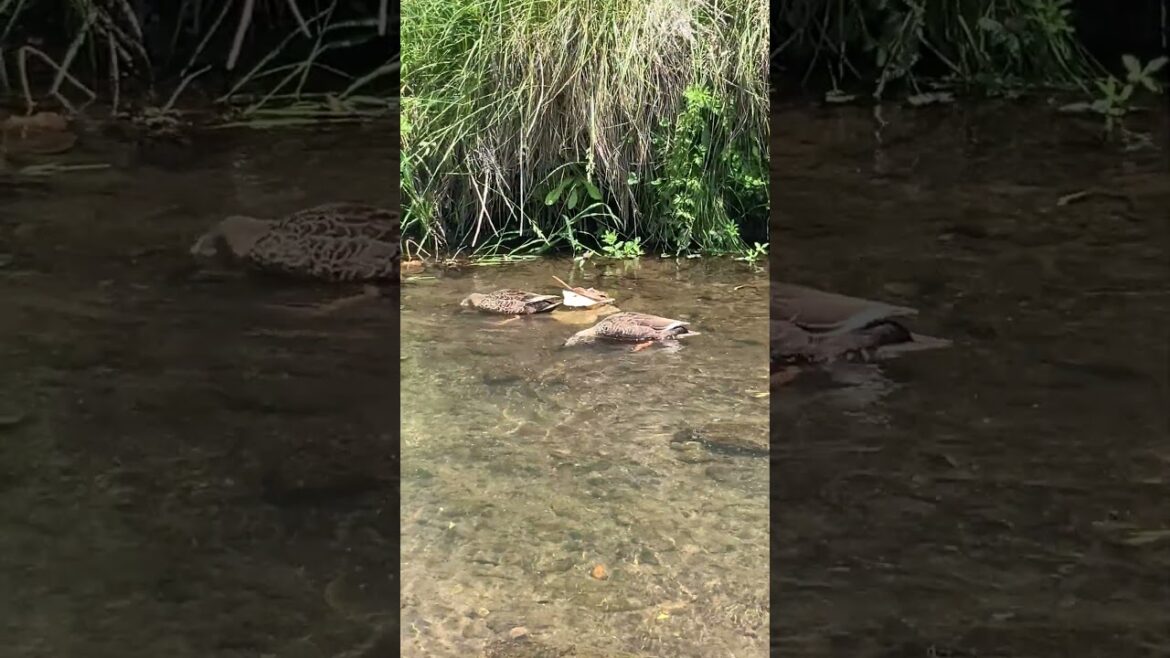 【函館】何してる？#Shorts