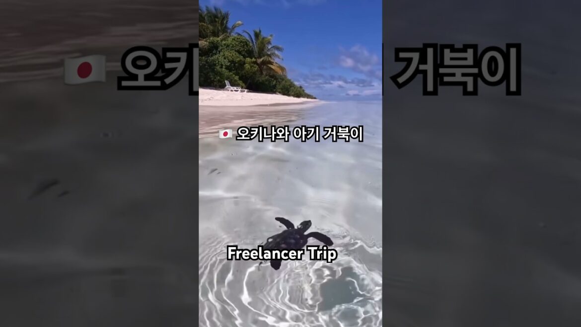 🇯🇵 오키나와 아기 거북이 #japan #okinawa #일본 #오키나와 #shorts