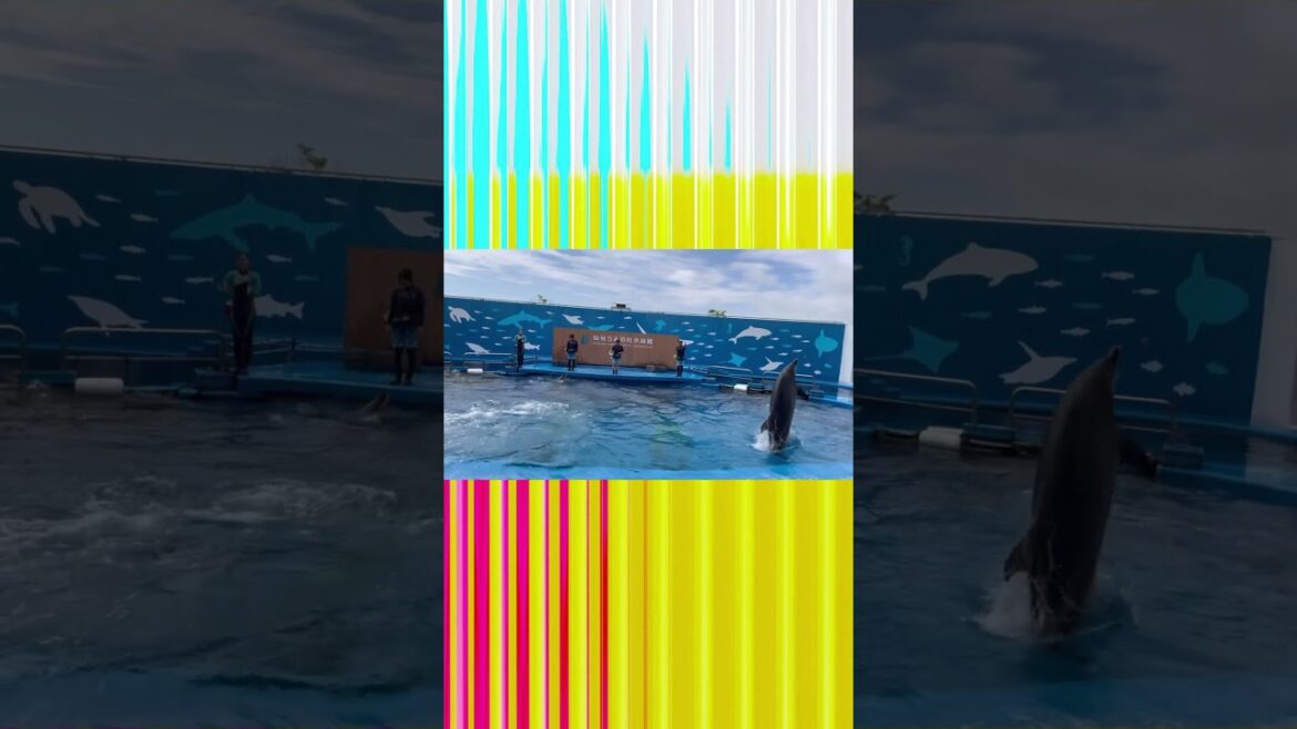 お盆に旅行行ってたから動画上げれなかったです。でもスゴく楽しかった。#仙台 #うみの杜水族館