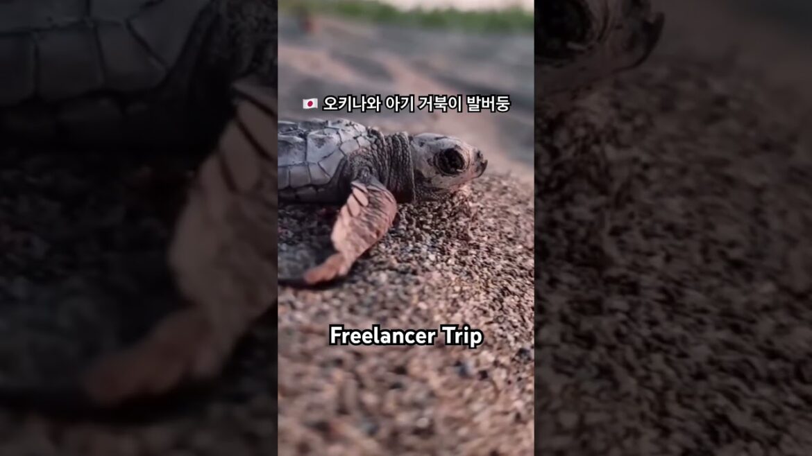🇯🇵 오키나와 아기 거북이 발버둥#japan #okinawa #일본 #오키나와 #shorts