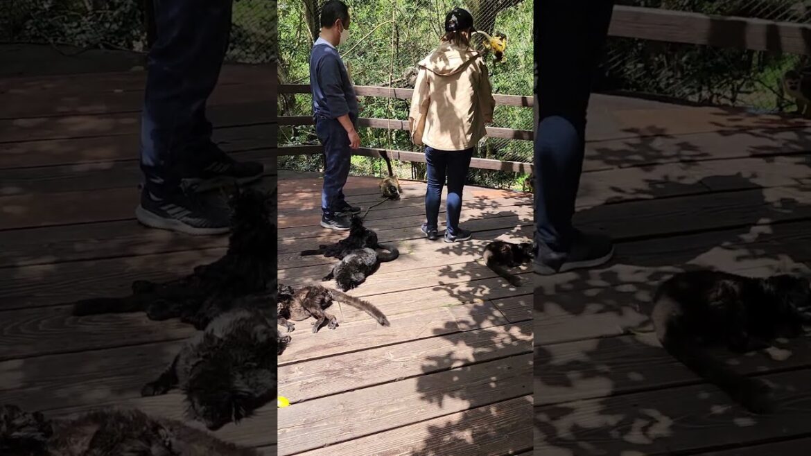 Lemurs and Squirrel monkeys at the Nagasaki Biopark #japan #shorts #zoo