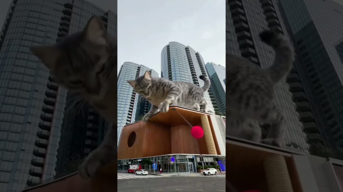 3D BillBoard #shorts#viral#videos 3D BillBoard #shorts#viral#videos