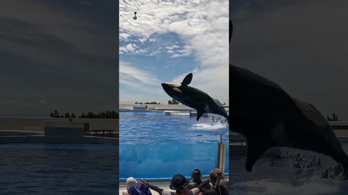 KOBE SUMA SEAWORLD #shorts #japan #orca