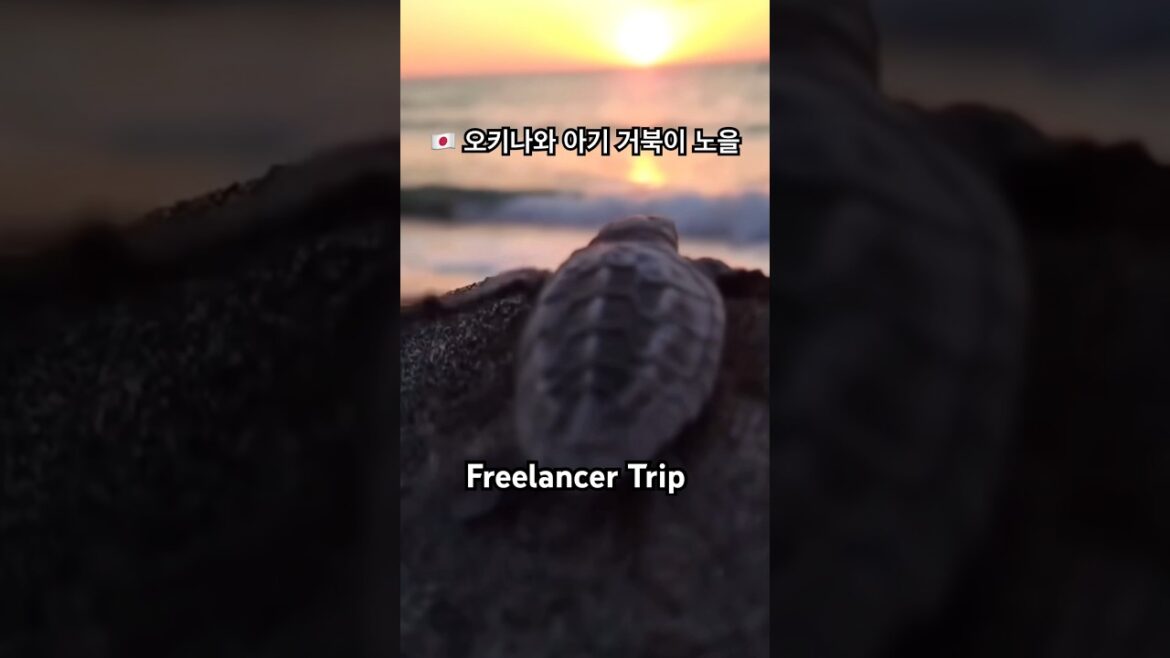 🇯🇵 오키나와 아기 거북이 노을 #japan #okinawa #일본 #오키나와 #shorts