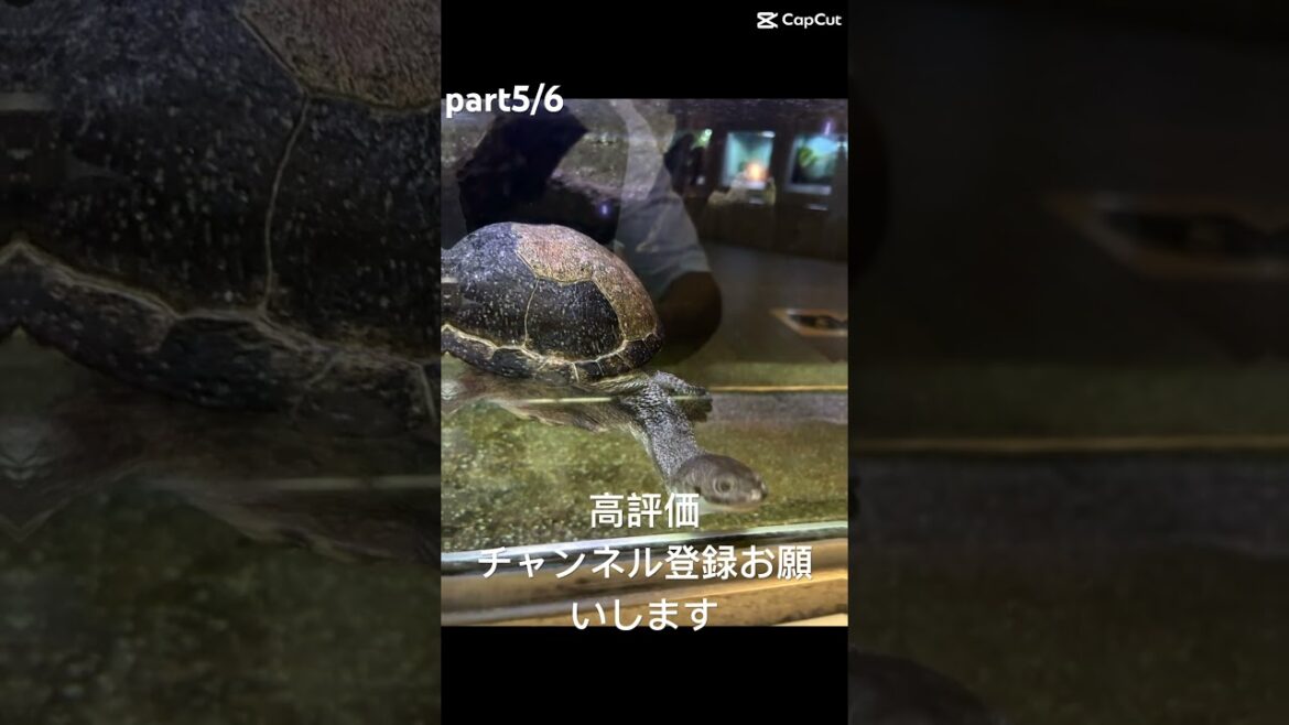 #地球娯楽#名古屋#動物園#家族時間 #旅行 nagoya#travel #animals