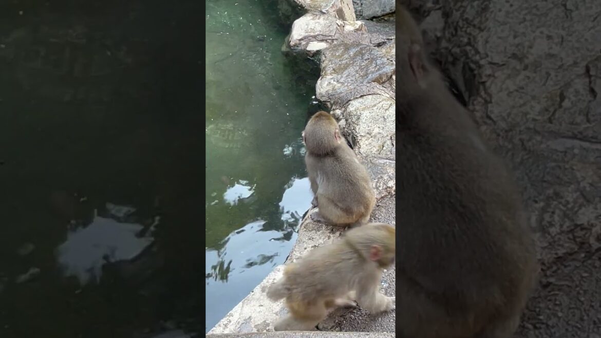 Cutest tail tuck ever! Adorable baby snow 🐒monkeys at hot spring in Nagano! #shorts #viral #japan