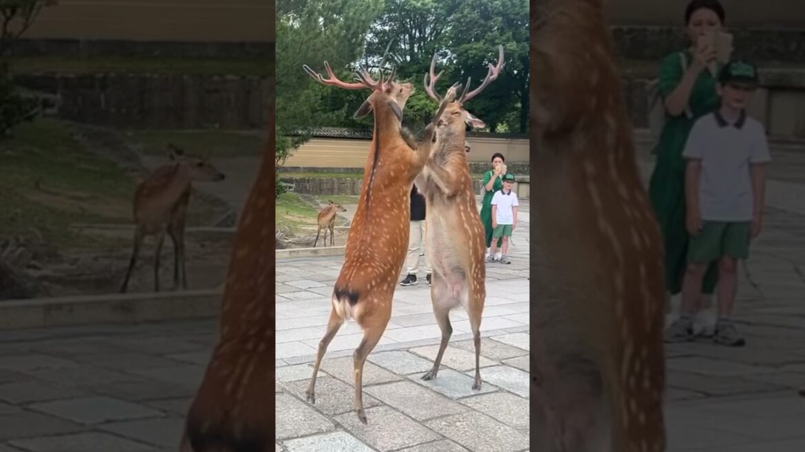 #Japan Impression# Two deer fighting in Nara #NaraDeer #NaraTravel