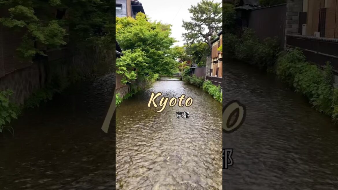 Kyoto Japan walking tour #shorts #japan #kyoto #shortsfeed #youtubeshorts #trending #ytshorts Kyoto Japan walking tour #shorts #japan #kyoto #shortsfeed #youtubeshorts #trending #ytshorts