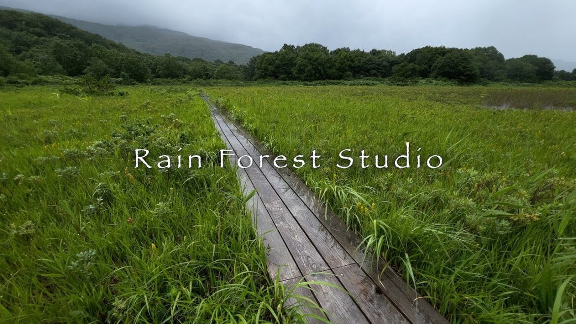 Tashirodaira Swamp [4K]