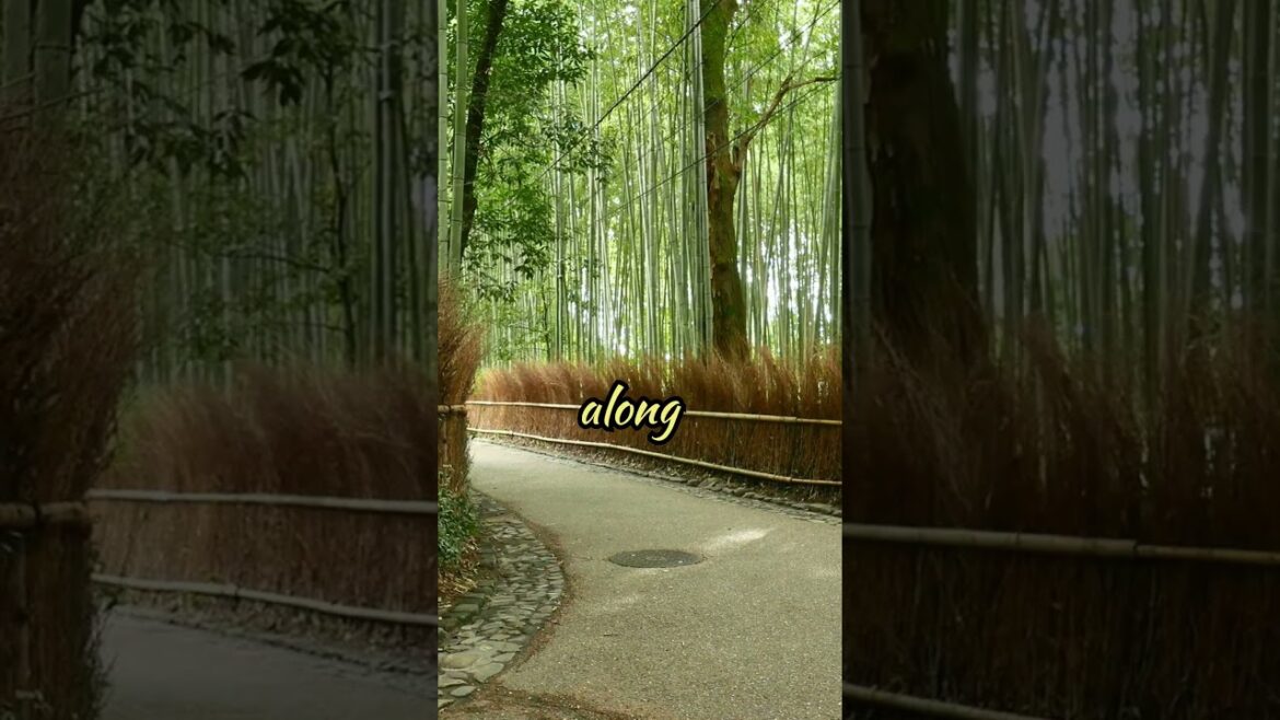 Experience the Magic of Kyoto Right Now #travel #japan #kyoto   #touristattractions