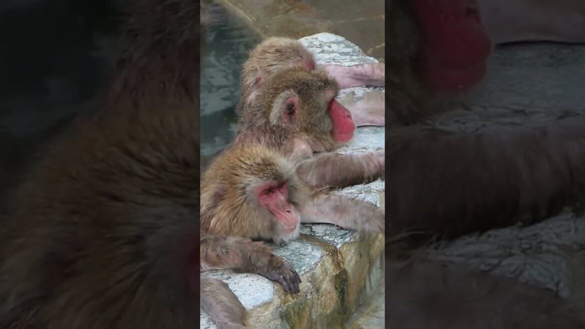 Places On Earth That Don't Feel Real in Japan #travel #nature #adventure #explore #japan #japanese