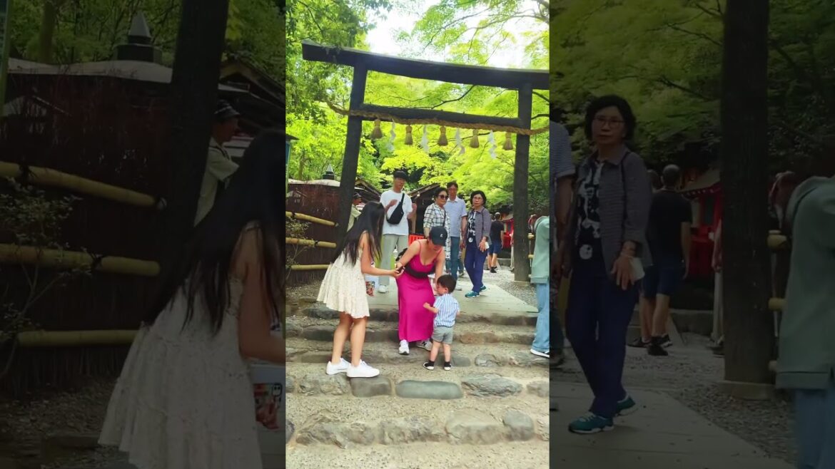 What secrets lie beyond the path through the beautiful bamboo forest? #shorts #view What secrets lie beyond the path through the beautiful bamboo forest? #shorts #view